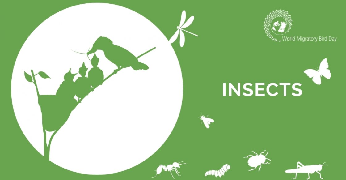 Protect Insects, Protect Birds World Migratory Bird Day